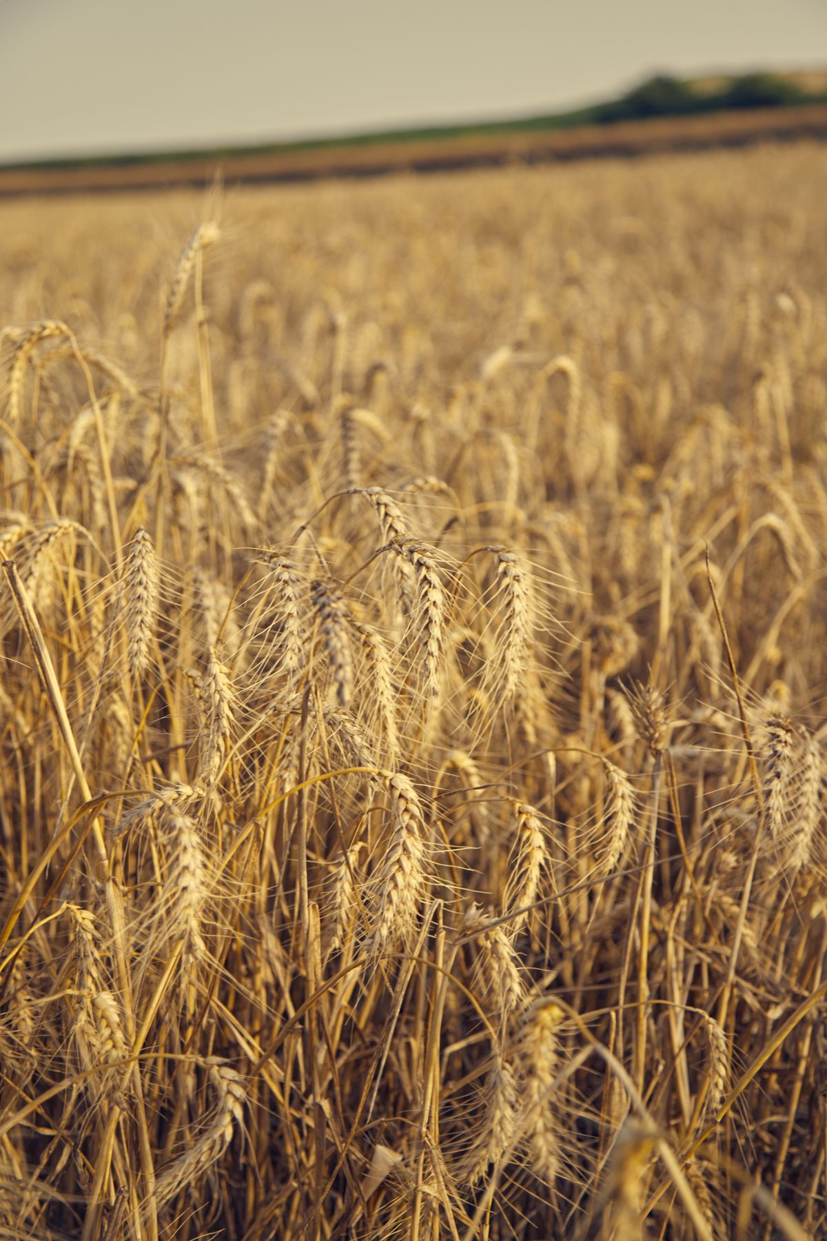 Campo de trigo dorado iluminado por la luz del sol